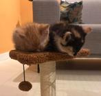 2 kittens - bij voorkeur samen, Dieren en Toebehoren, Meerdere dieren, Kortharig, 0 tot 2 jaar