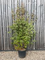 Cornus kousa Kornoelje in soorten leverbaar tot 250 cm hoog, Ophalen, Overige soorten, Struik, 100 tot 250 cm