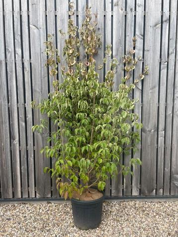 Cornus kousa Kornoelje in soorten leverbaar tot 250 cm hoog beschikbaar voor biedingen