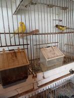 Te koop koppel Kanaries, Dieren en Toebehoren, Vogels | Kanaries, Meerdere dieren, Kleurkanarie