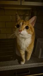 Suus!, Dieren en Toebehoren, Katten en Kittens | Overige Katten, Poes