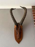 Antilope trofee op houten schild, Verzamelen, Dierenverzamelingen, Ophalen of Verzenden, Gebruikt, Opgezet dier