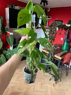 Epipremnum Marble Queen - Ophalen Arnhem, Ophalen, Vaste plant, Bloeit niet, Halfschaduw