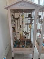 2 agapornissen (dwergpapegaaien) met voliere en alle toebeho, Ophalen of Verzenden, Aluminium, Volière