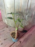 Ficus Ginseng Retusa bonsai kamerplant, Ophalen, Ficus, Halfschaduw, Minder dan 100 cm