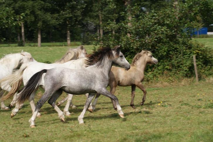 Meerdere welsh A en WPBR pony's.  Merrie en hengst, Dieren en Toebehoren, Pony's, Meerdere dieren, Niet van toepassing, A pony (tot 1.17m)