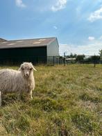 Angora geiten lammeren, Dieren en Toebehoren, Schapen, Geiten en Varkens, Vrouwelijk, Geit, 0 tot 2 jaar