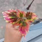 Coleus Selma - Stekje, Overige soorten, In pot, Minder dan 100 cm, Groene kamerplant
