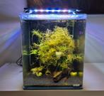 Dennerle Nano Cube 30 Led Compleet, Ophalen, Gebruikt, Gevuld zoetwateraquarium