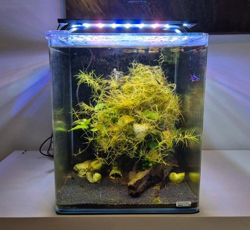 Dennerle Nano Cube 30 Led Compleet, Dieren en Toebehoren, Vissen | Aquaria en Toebehoren, Gebruikt, Gevuld zoetwateraquarium, Ophalen