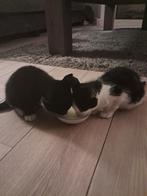 Kittens Europese korthaar poesjes vrouwtje 2x, Dieren en Toebehoren, Katten en Kittens | Overige Katten, Poes, Kortharig, 0 tot 2 jaar