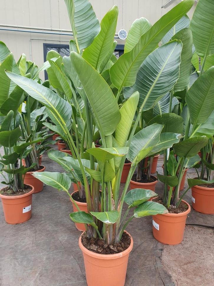 Strelitzia Nicolai, Tuin en Terras, Planten | Tuinplanten, Overige soorten, Volle zon, Zomer, Ophalen