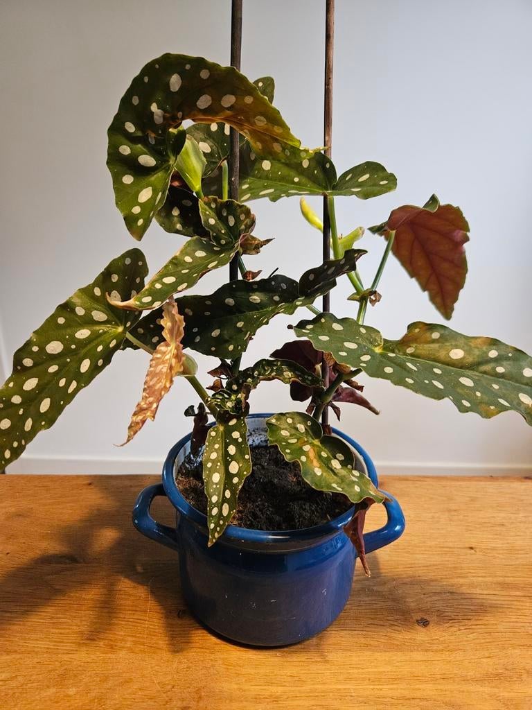 Kamerplant: stippenbegonia / stippenplant - 40 cm hoog, Huis en Inrichting, Kamerplanten, Ophalen, Overige soorten, Halfschaduw