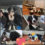 Lieve Griekse herder, Dieren en Toebehoren, Particulier, Rabiës (hondsdolheid), 1 tot 2 jaar, Buitenland