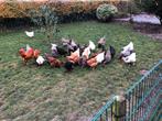 18legkippen. 5 rassen 1 jr aan de leg, Dieren en Toebehoren, Pluimvee, Vrouwelijk, Kip