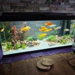 Zwarte aquarium  Lengte 90cm, diepte 30 cm en hoogte 42cm, Ophalen, Zo goed als nieuw, Leeg aquarium