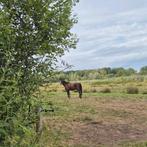 Perfecte weidemaatje zoekt fijne plek, Dieren en Toebehoren, Paarden, 175 cm of meer, Gechipt, Ruin, 7 tot 10 jaar
