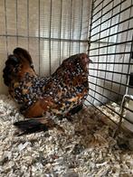 ukkelse baardkriel, Dieren en Toebehoren, Pluimvee, Meerdere dieren, Kip