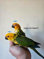 5-3 Tamme jonge Zonparkieten, Dieren en Toebehoren, Vogels | Parkieten en Papegaaien, Meerdere dieren, Geringd