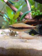 Zoetwatervissen tetras, Dieren en Toebehoren, Vissen | Aquariumvissen, Vis, Zoetwatervis