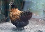 Orpington groothoender, Dieren en Toebehoren, Pluimvee, Meerdere dieren, Kip