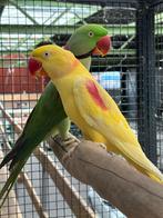 1-1 Split x lutino Alexanders, Dieren en Toebehoren, Vogels | Parkieten en Papegaaien, Mannelijk, Parkiet, Geringd