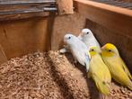 5 jonge forpussen, Dieren en Toebehoren, Meerdere dieren, Parkiet