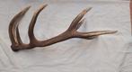 Gewei hert stang. Hoogte 36 cm. Breedte 40 cm. Lengtr 103 cm, Ophalen of Verzenden, Gebruikt