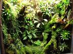 Paludarium of terrarium laten inrichten?, Ophalen, Nieuw, Terrarium of Paludarium