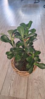 Adenium, Huis en Inrichting, Ophalen of Verzenden