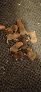 Jonge goud hamsters geb. 12 september 2025, Dieren en Toebehoren, Hamster, Geslacht onbekend, Tam, September
