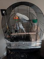 Engelse parkieten, Dieren en Toebehoren, Vogels | Parkieten en Papegaaien, Meerdere dieren, Parkiet