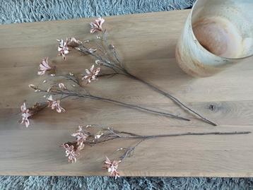 Te koop: 3 Koperkleurige magnoliatakken - €5,00/stuk beschikbaar voor biedingen