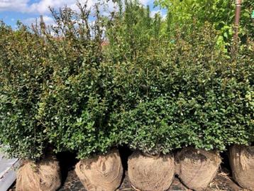 Ilex Caroline Upright, grote maat!! DE Buxusvervanger!!