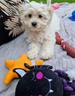 Leuke! Boomer pups, Nederland, CDV (hondenziekte), 8 tot 15 weken, Meerdere