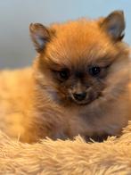 Beeldschone Pomeriaan pups! Diverse kleuren, Nederland, Keeshond, CDV (hondenziekte), 8 tot 15 weken