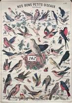 vogel poster, Rechthoekig Staand, Deurposter of groter, Ophalen of Verzenden, Zo goed als nieuw