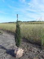 Taxus Baccata Fastigiata - Zuilvormige Venijnboom, Ophalen, Bloeit niet, Halfschaduw, Minder dan 100 cm