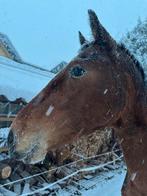 2 jarige Appaloosa merrie ( nu ongv 1,50), Merrie, Recreatiepaard