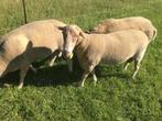Nolana stamboekram, Dieren en Toebehoren, Schapen, Geiten en Varkens, Meerdere dieren, Schaap