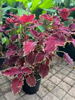 Prachtige Flinke Siernetels mooi diep rood, Bloeiende kamerplant, Ophalen, Halfschaduw, Minder dan 100 cm