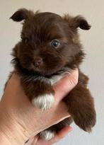 Pomperiaan x  brio biewer terrier puppy's., Overige rassen, 8 tot 15 weken, Meerdere, Meerdere dieren