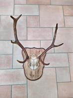 Gewei van edelhert op schedel en houten schild, Ophalen of Verzenden