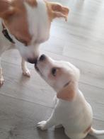 Nog 1 lieve mooie boerenfox pup, 8 tot 15 weken, Eén hond, Nederland, Particulier