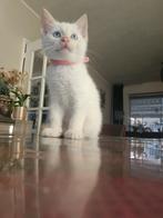 Kruising ragdoll en Europese kort haar, Meerdere dieren, Ontwormd