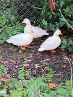 2 Prachtige witte kwaker vrouwtjes, Vrouwelijk, Eend