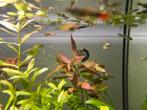 Free Guppy Fish, Various Colors!, Dieren en Toebehoren, Vis, Zoetwatervis