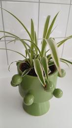 Decoratieve superleuke pot met graslelie., Huis en Inrichting, Kamerplanten, Ophalen, Halfschaduw, Minder dan 100 cm