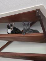 Kittens, Ophalen, Zo goed als nieuw
