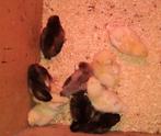 10 kuikens van kleurenleggers/olijfleggers., Geslacht onbekend, Kip